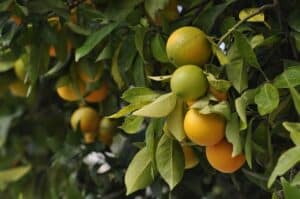 agriculture agrocultural workers oranges fruit land H-2A