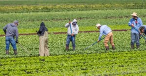 Immigrant farm workers hoe weeds in a farm field of produce. EB3 visa unskilled worker laborer