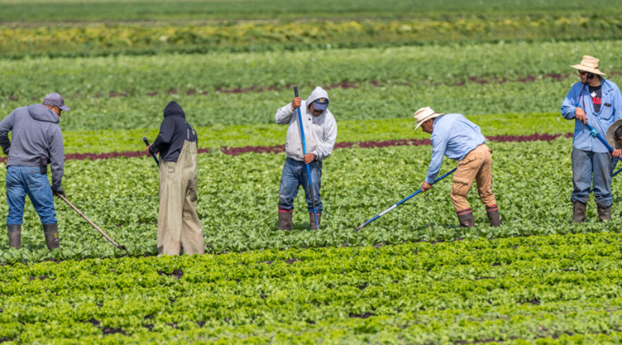 Immigrant farm workers hoe weeds in a farm field of produce. EB3 visa unskilled worker laborer